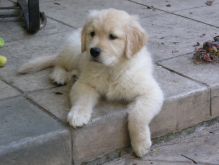Golden Retriever puppies for adoption. #GoldenRetrieverpuppies.#Retrieverpuppies.#Labradorretriever Image eClassifieds4u 2
