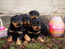 Rottweiler puppies for adoption. #Rottweilerpuppiesforsale.#Rottweillerpuppiesforsalenearme Image eClassifieds4U