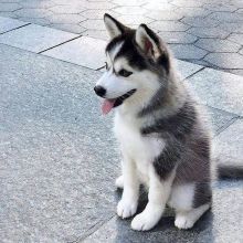 Siberian husky puppies for adoption(elizabethjames11321@gmail.com) Image eClassifieds4u 1