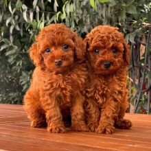 toy poodle puppies for adoption (stellajames1243@gmail.com) Image eClassifieds4u 2
