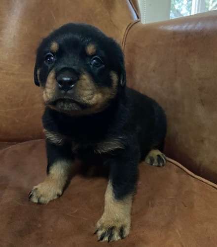 Rottweiler puppies for adoption. #Rottweilerpuppiesforsale.#Rottweillerpuppiesforsalenearme Image eClassifieds4u