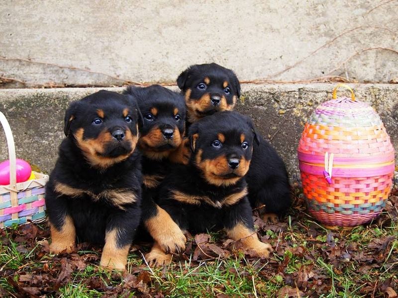 Rottweiler puppies for adoption. #Rottweilerpuppiesforsale.#Rottweillerpuppiesforsalenearme Image eClassifieds4u