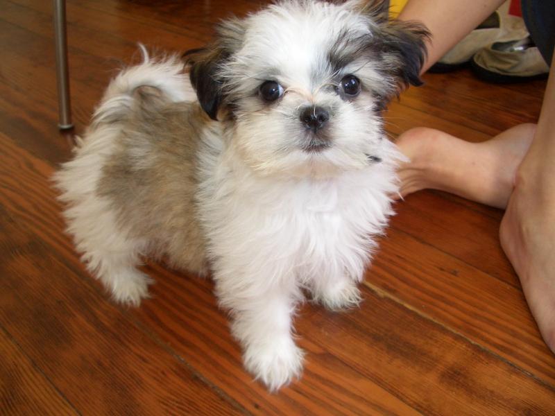 Shih Tzu puppies available for adoption. Vaccinated and come with a pedigree Image eClassifieds4u
