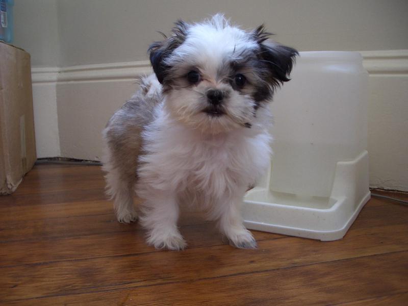 Shih Tzu puppies available for adoption. Vaccinated and come with a pedigree Image eClassifieds4u