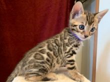 Beautiful Bengal kittens available