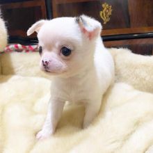 chihuahua Puppies for Adoption[gracecatlin6@gmail.com ]