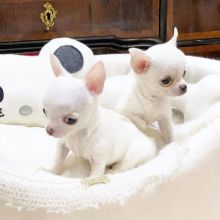 chihuahua Puppies for Adoption[gracecatlin6@gmail.com ]