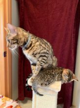 CKC Bengal kittens available