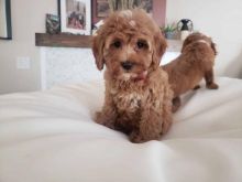 CKC Cavapoo puppies available