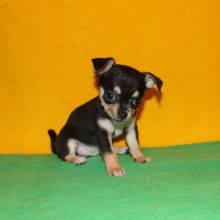 CKC Chihuahua puppies available
