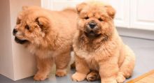 CKC Chow Chow puppies available