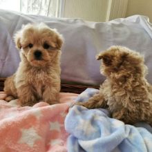 🟥🍁🟥 CANADIAN MALTIPOO PUPPIES AVAILABLE🟥🍁🟥