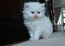 CKC Persian kittens available
