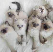 CKC Ragdoll kittens available