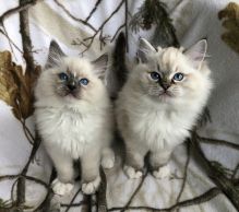 CKC Ragdoll kittens available