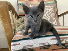 CKC Russian blue kittens available