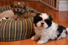 CKC Shih Tzu puppies available
