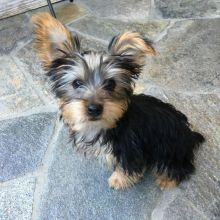 CKC Yorkie puppies available