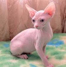 OUTSTANDING HAIRLESS SPHYNX KITTENS NOW READY FOR ADOPTION