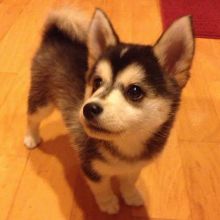 Pomsky puppies for new homes