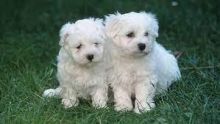 Potty Trained White Maltese Puppies Available