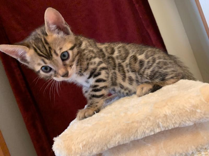 Beautiful Bengal kittens available Image eClassifieds4u