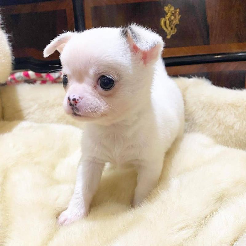 chihuahua Puppies for Adoption[gracecatlin6@gmail.com ] Image eClassifieds4u