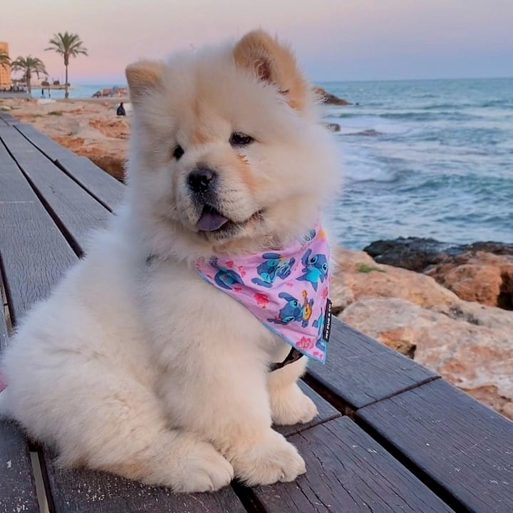 Chow Chow looking for a good home(ceva41016@gmail.com) Image eClassifieds4u