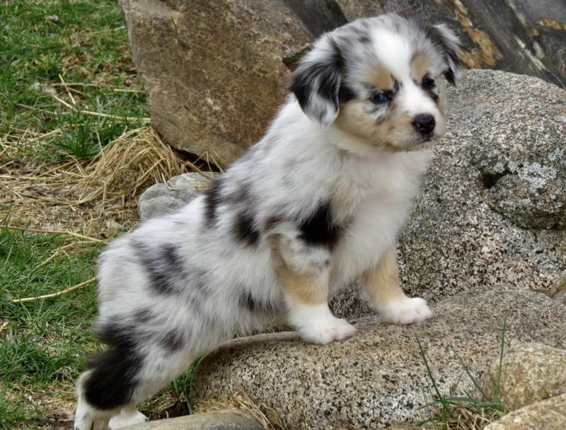CKC Australian Sheperd puppies available Image eClassifieds4u