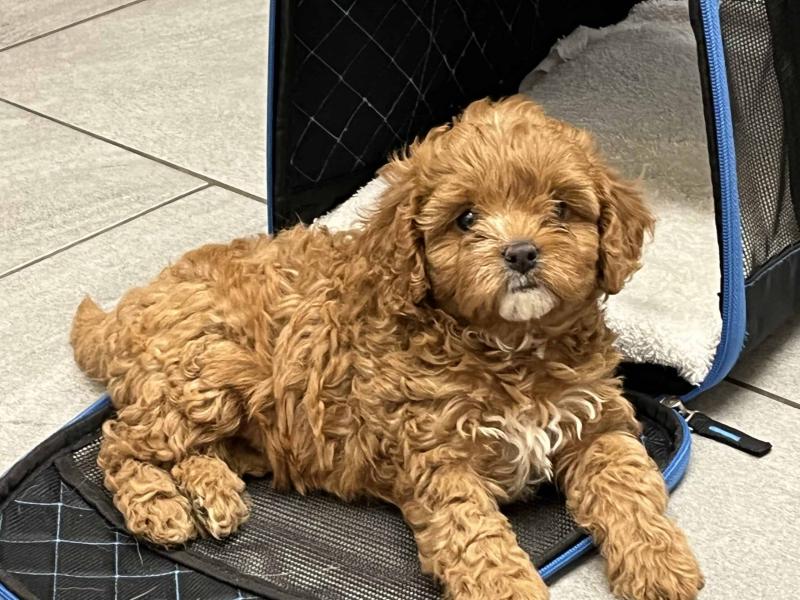 CKC Cavapoo puppies available Image eClassifieds4u