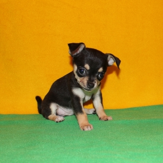CKC Chihuahua puppies available Image eClassifieds4u