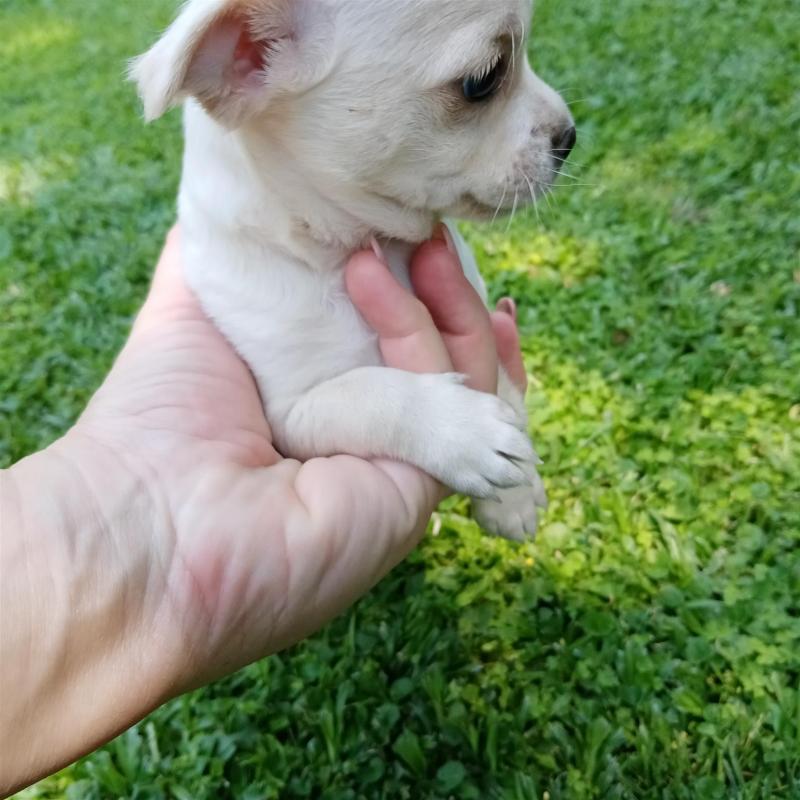 CKC Chihuahua puppies available Image eClassifieds4u