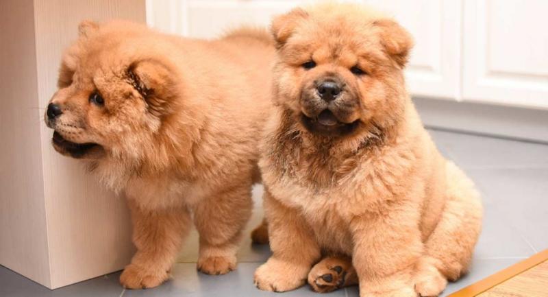 CKC Chow Chow puppies available Image eClassifieds4u