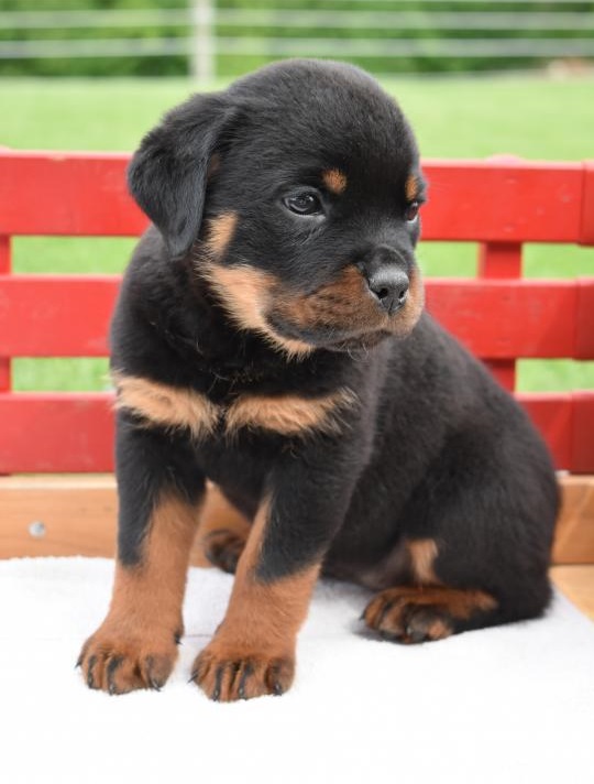 🟥🍁🟥 CANADIAN ROTTWEILER PUPPIES AVAILABLE🟥🍁🟥 Image eClassifieds4u