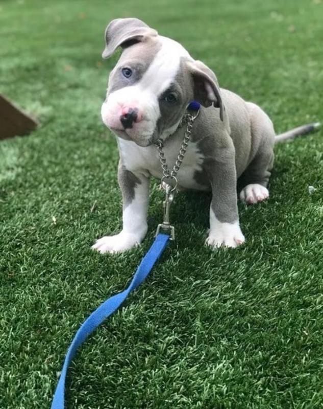 CKC Pitbull puppies available Image eClassifieds4u