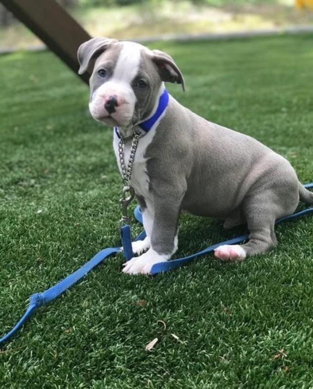 CKC Pitbull puppies available Image eClassifieds4u