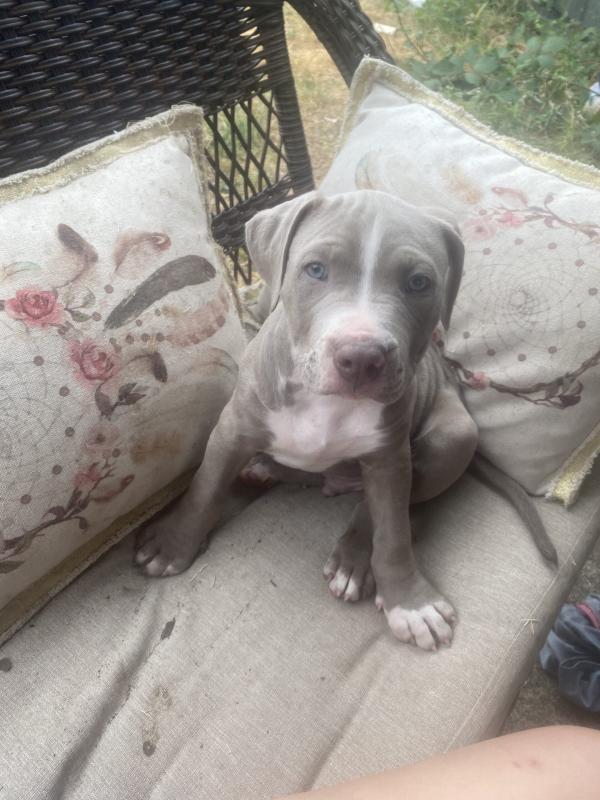 CKC Pitbull puppies available Image eClassifieds4u