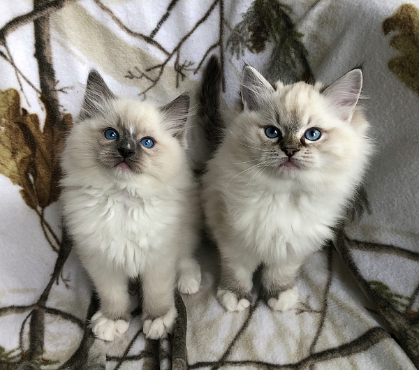 CKC Ragdoll kittens available Image eClassifieds4u