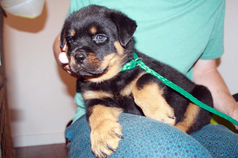 CKC Rottweiler puppies available Image eClassifieds4u