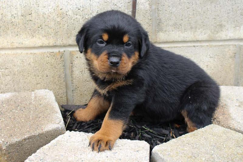CKC Rottweiler puppies available Image eClassifieds4u