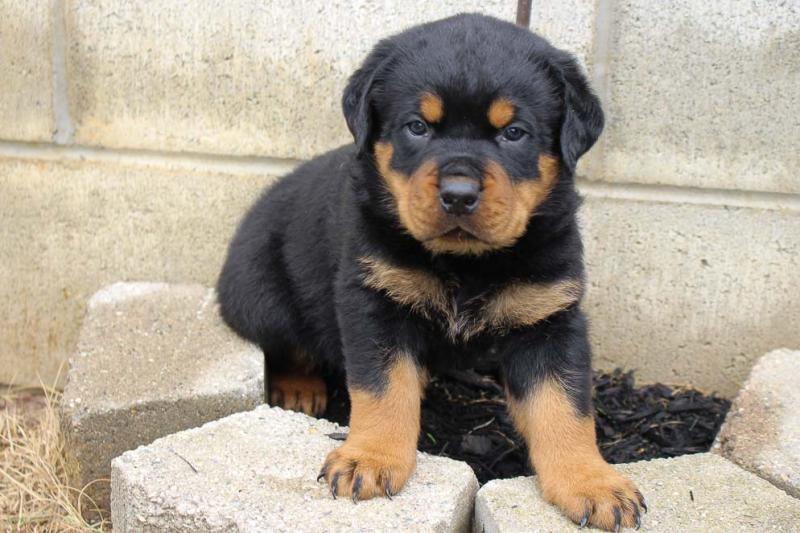 CKC Rottweiler puppies available Image eClassifieds4u