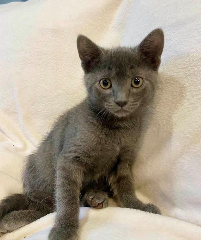 CKC Russian Blue kittens available Image eClassifieds4u