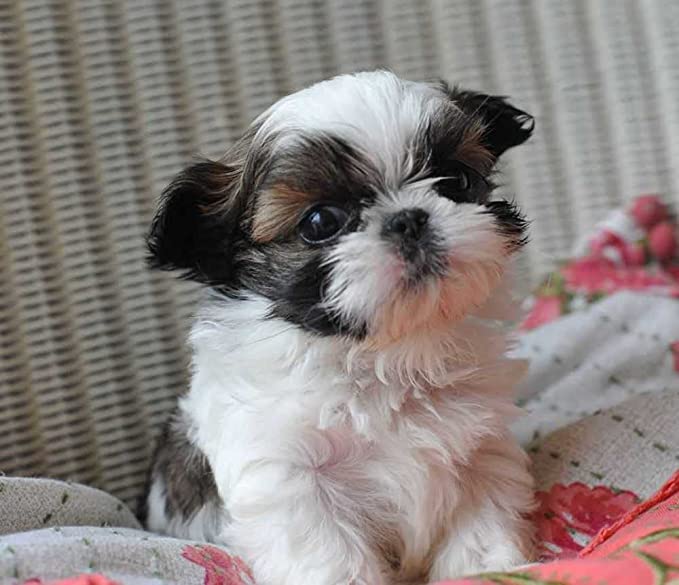 CKC Shih Tzu puppies available Image eClassifieds4u