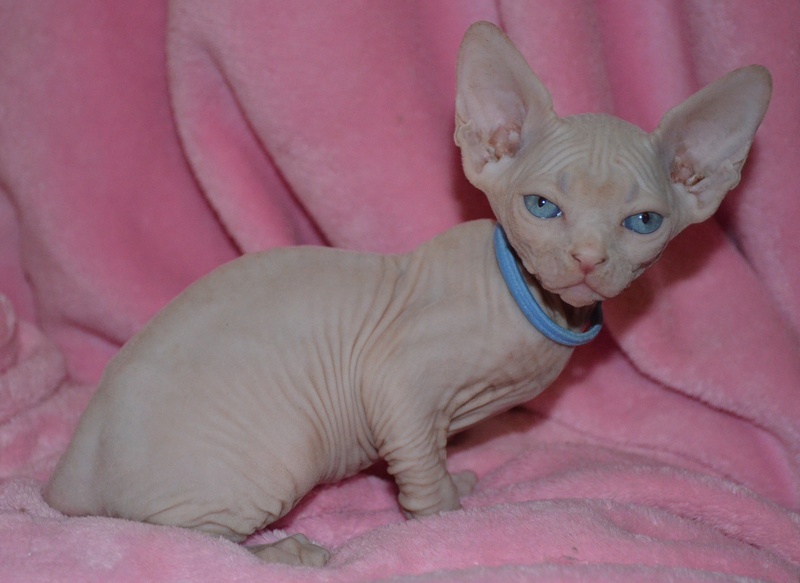 CKC Sphynx kittens available Image eClassifieds4u