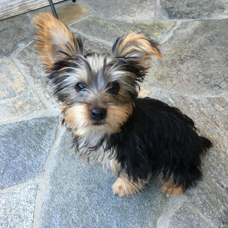 CKC Yorkie puppies available Image eClassifieds4u