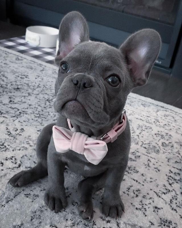 French Bulldog Puppies Ready For Their New Home Image eClassifieds4u