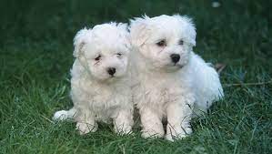 Gorgeous White Coat Maltese puppies Image eClassifieds4u