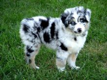 CKC Australian Sheperd puppies available Image eClassifieds4u 1