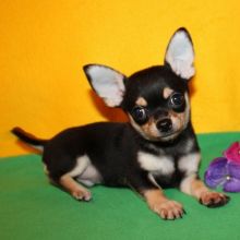 CKC Chihuahua puppies available Image eClassifieds4u 2