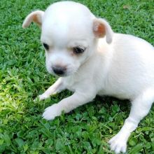CKC Chihuahua puppies available Image eClassifieds4u 4
